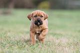 TOSA INU 171